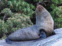 Albums/20060200-New Zealand 2006/20060211-Milford Sound/34